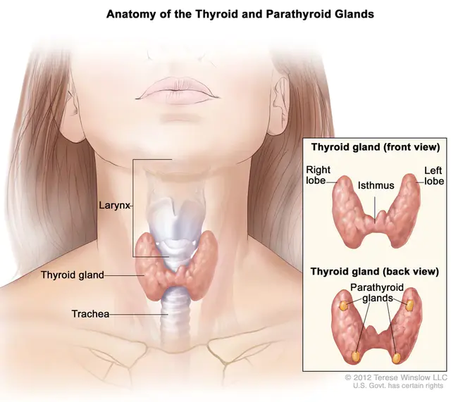 parathyroid hormone-like peptide : 甲状旁腺激素样肽