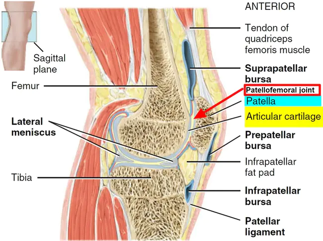 patellofemoral : 髌股关节的