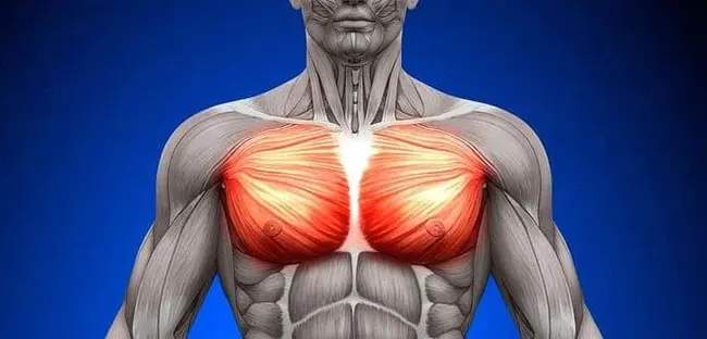 Pectoralis Major : 胸大肌