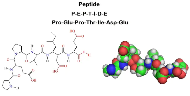 peptide : 肽