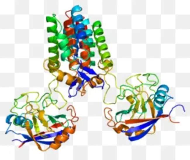 Peptidyl Prolyl Isomerase : 肽基脯氨酰异构酶