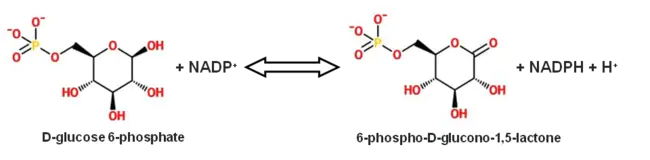 phosphogluconate dehydrogenase : 磷酸葡萄糖酸脱氢酶