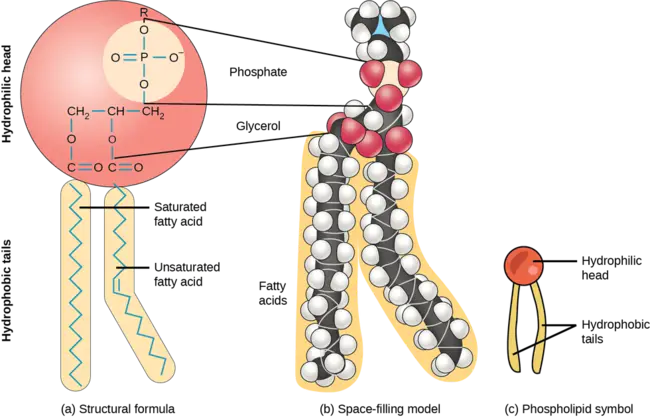 phospholipid : 磷脂