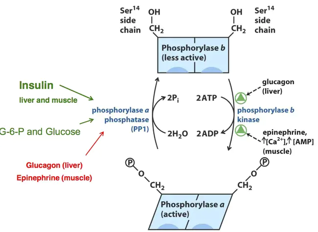 phosphorylase B : 磷酸化酶B