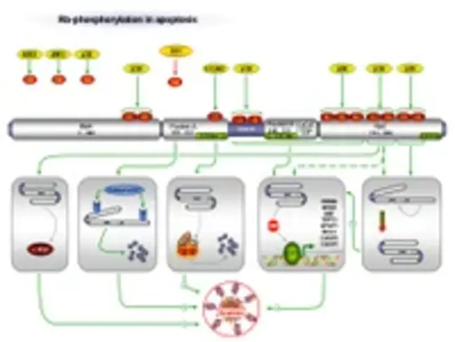 phosphorylation of retinoblastoma : 视网膜母细胞瘤的磷酸化