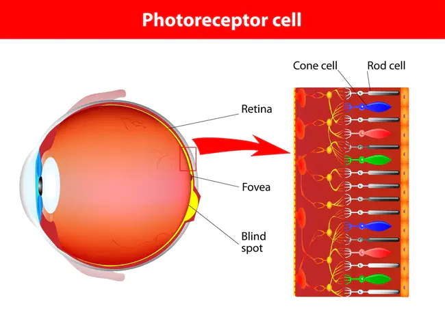 photoreceptor : 光感受器