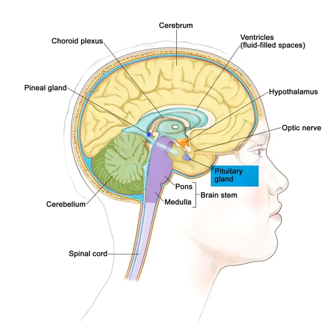 pituitary : 垂体