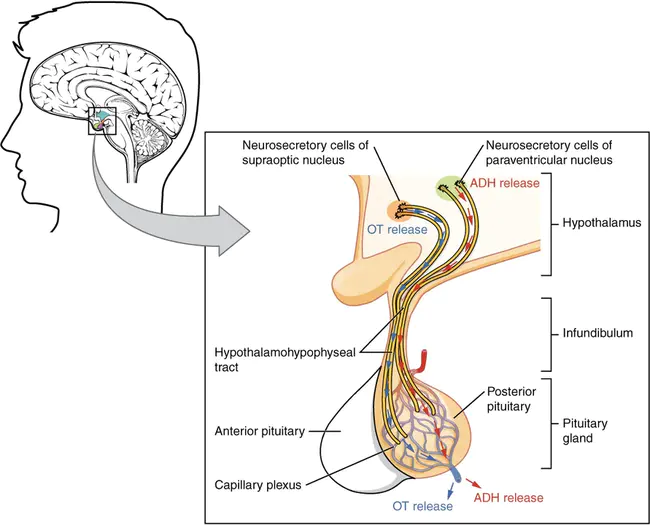 Pituitary Hypothalamus Complex : 垂体下丘脑复合体