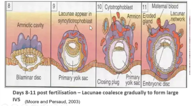 Placenta, Ovary and Uterus : 胎盘、卵巢和子宫