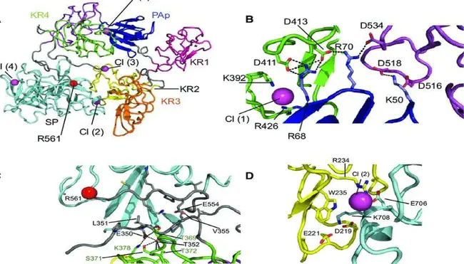 Plasminogen Activator : 纤溶酶原激活剂