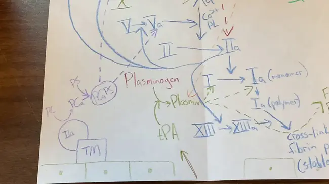 plasminogen proactivator : 纤溶酶原激活剂