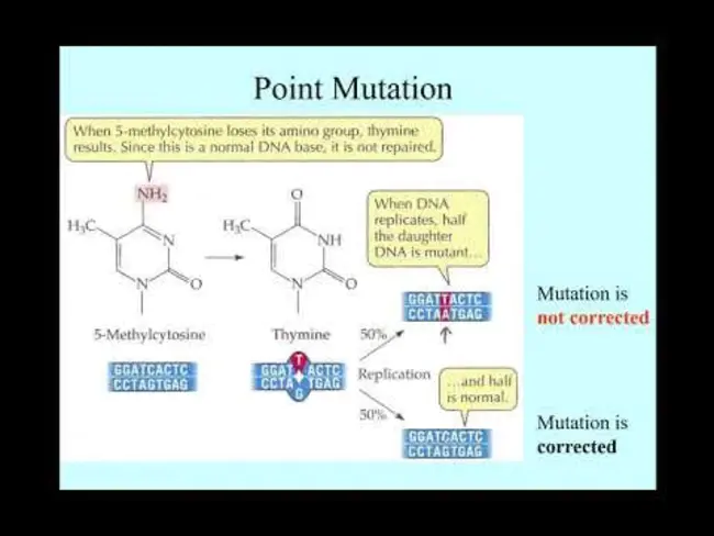 Point Mutation : 点突变