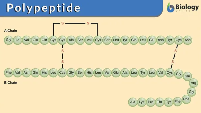 polypeptide : 多肽