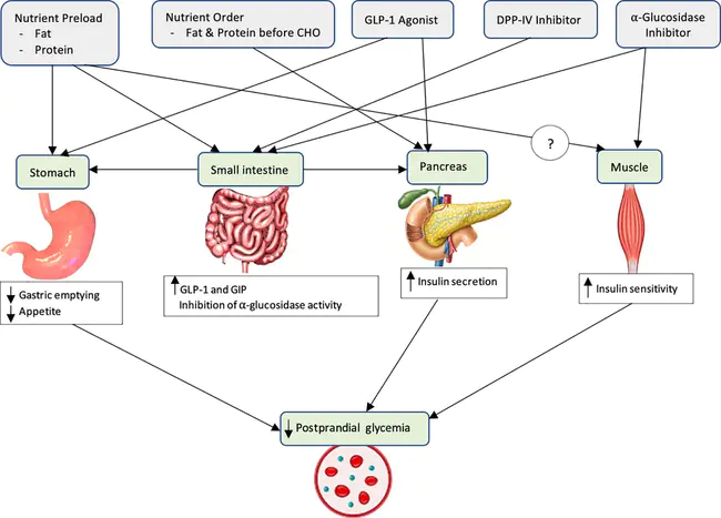 Post-Prandial Glycaemia : 餐后血糖