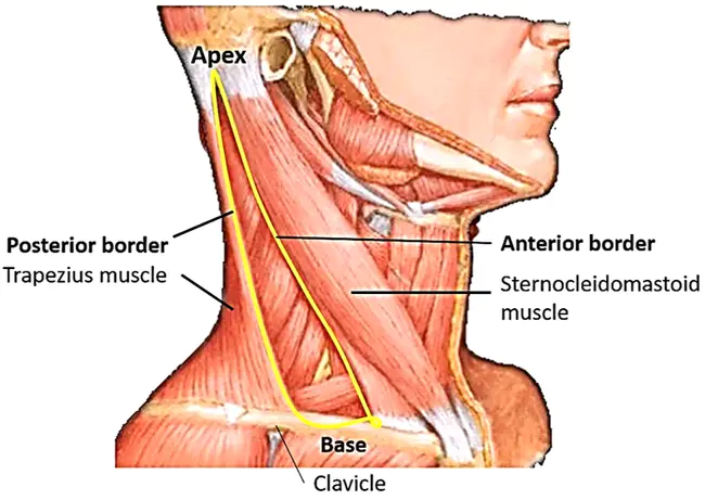 Posterior Mesencephalon : 中脑后叶