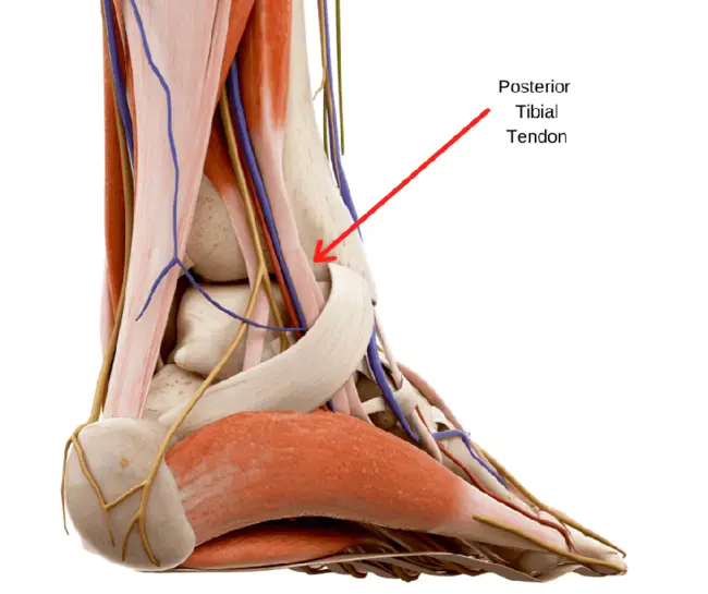 Posterior Parietal : 后顶叶