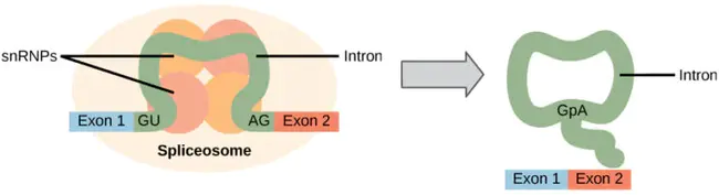 pre-RNA processing : 前RNA处理