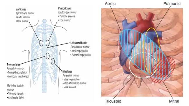 precordia Anatomy : 心前解剖