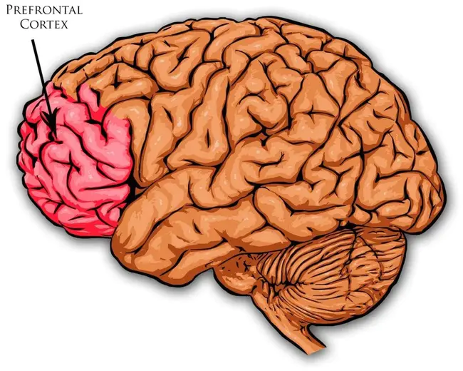 prefrontal : 前额的