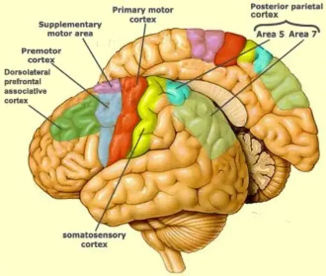 premotor : 运动前的