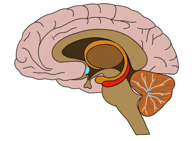 preoptic medial nucleus : 视前内侧核