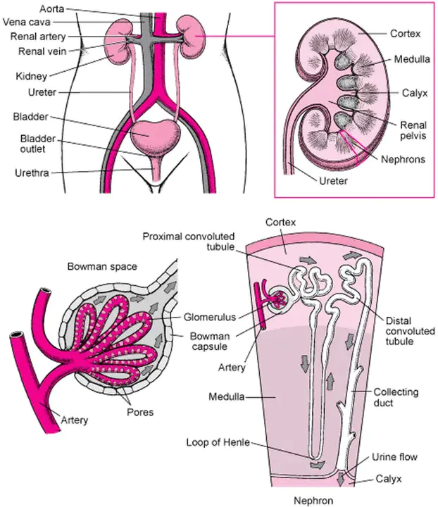 pseudohypoaldosteronism : 假性醛固酮减少症