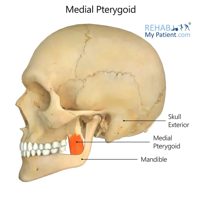 Pterygoid Fossa : 翼窝