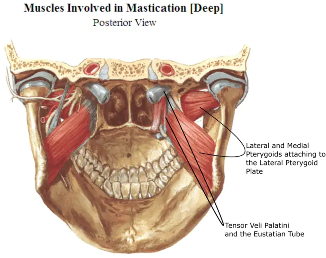 Pterygoid Muscle : 翼状肌