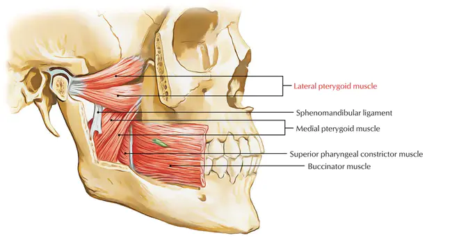 Pterygoid Process : 翼状突