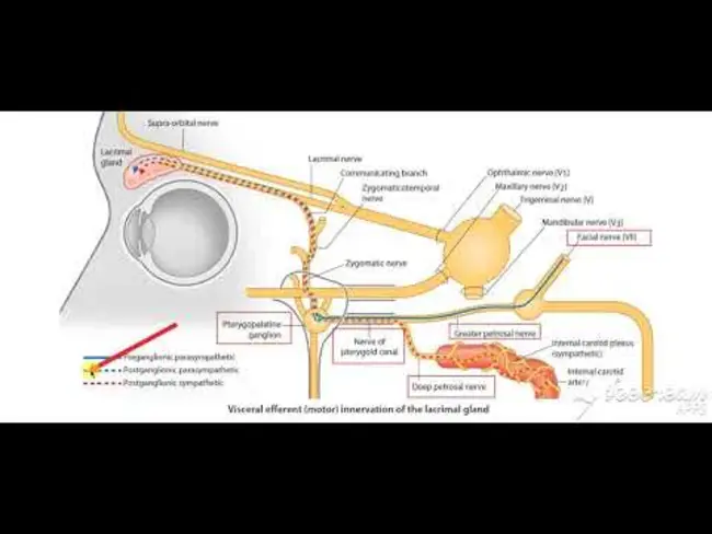 pterygopalatine ganglion : 翼腭神经节