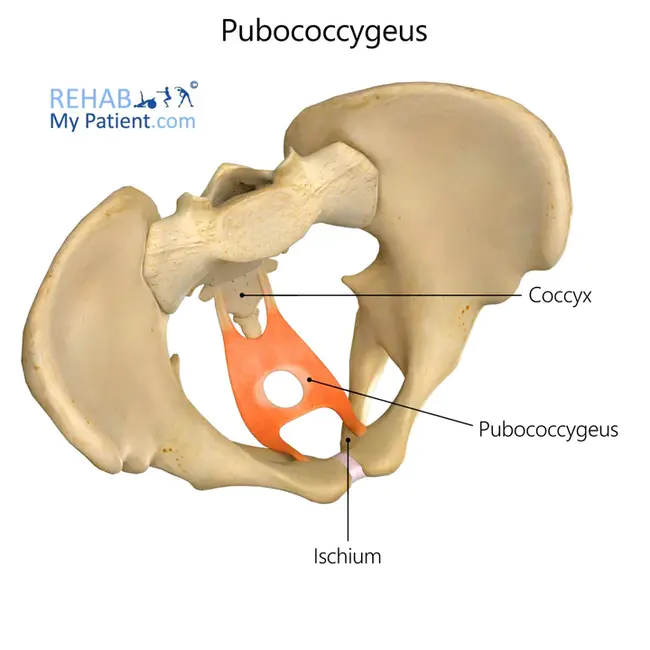 pubococcygeus : 耻骨尾骨