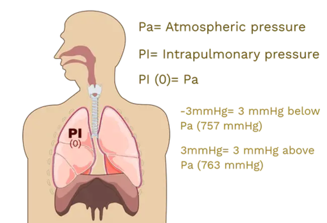 Pulmonary Pressure : 肺压