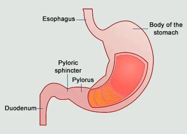 Pyloric Sphincter : 幽门括约肌