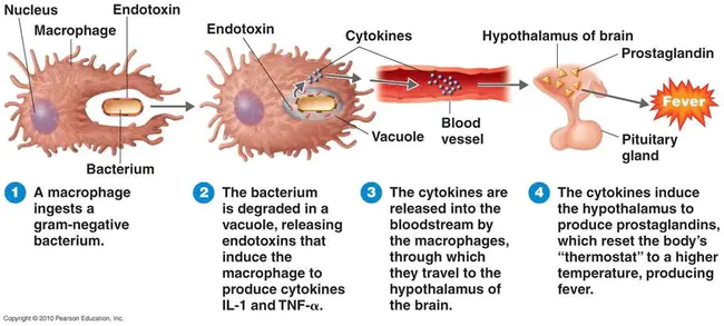 Pyrogenic Exotoxin : 致热外毒素