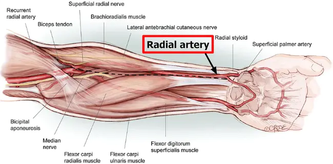 Radial Artery : 桡动脉