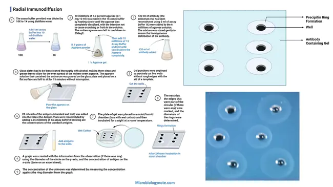 radial immunodiffusion : 放射状免疫扩散