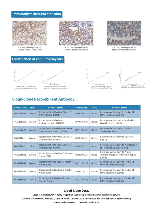 recombinant antibody : 重组抗体