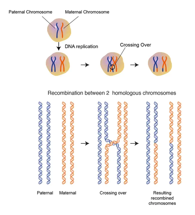 recombination : 重组