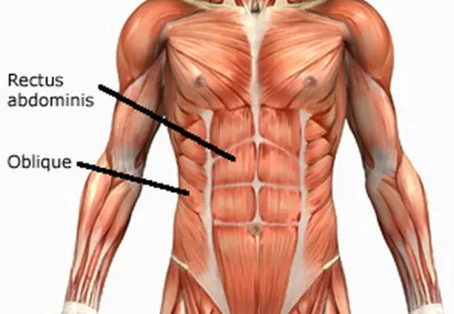 Rectus Abdominis : 腹直肌