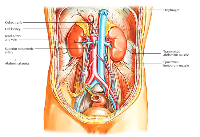 Renal Artery : 肾动脉