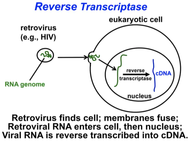 Replication-Competent Retrovirus : 复制能力强的逆转录病毒