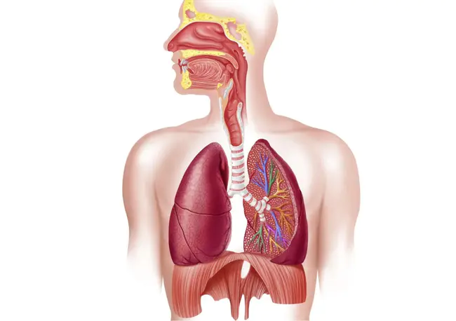 Respiratory Movement : 呼吸运动