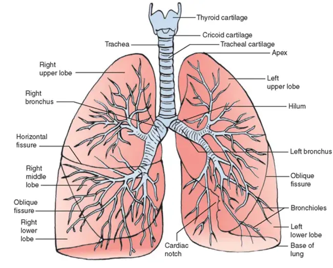 Respiratory Muscle : 呼吸肌