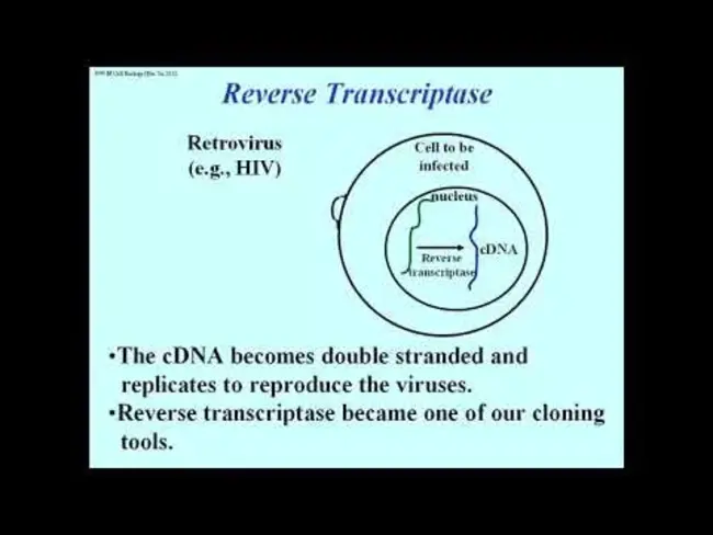 Reverse Transcriptase Assay : 逆转录酶测定