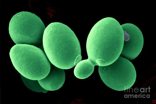 Saccharomyces Cerevisiae : 酿酒酵母