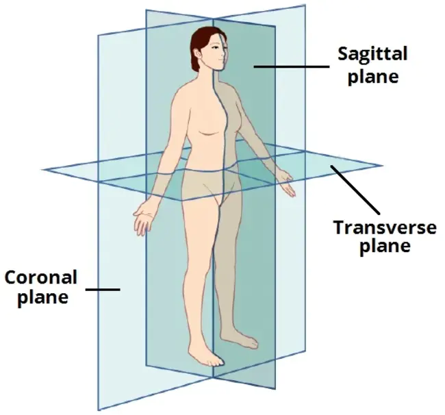 sagittal : 矢状面