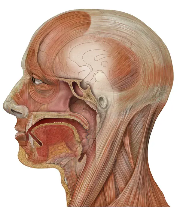 Sagittal Vertical Access : 矢状垂直通道