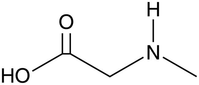 sarcosine : 肌氨酸