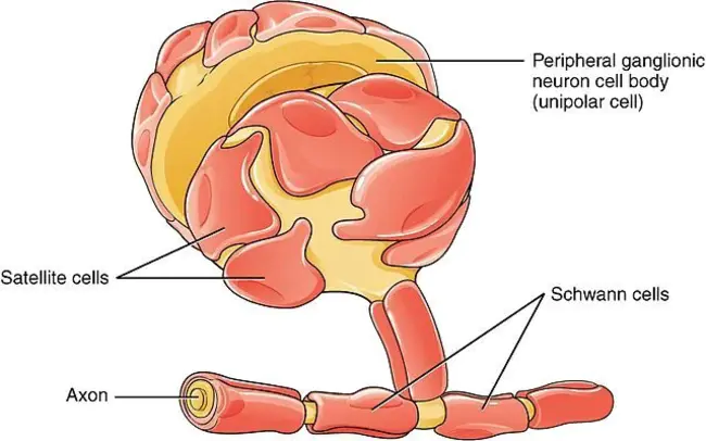 Schwann cell : Schwann细胞