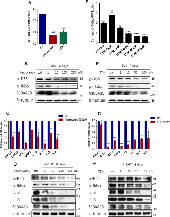 Senescence-Associated Gene : 衰老相关基因